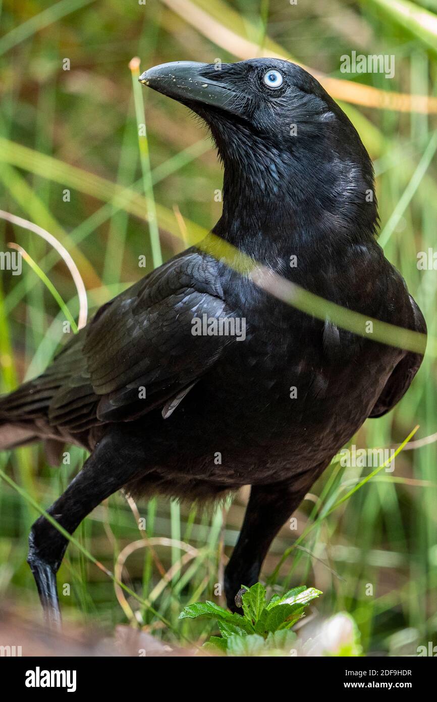 Dos cuervos Torrseaian (Corvus orru) fon la tierra de alimentación en aves huevos robados de nido. Queensland Australia. Foto de stock