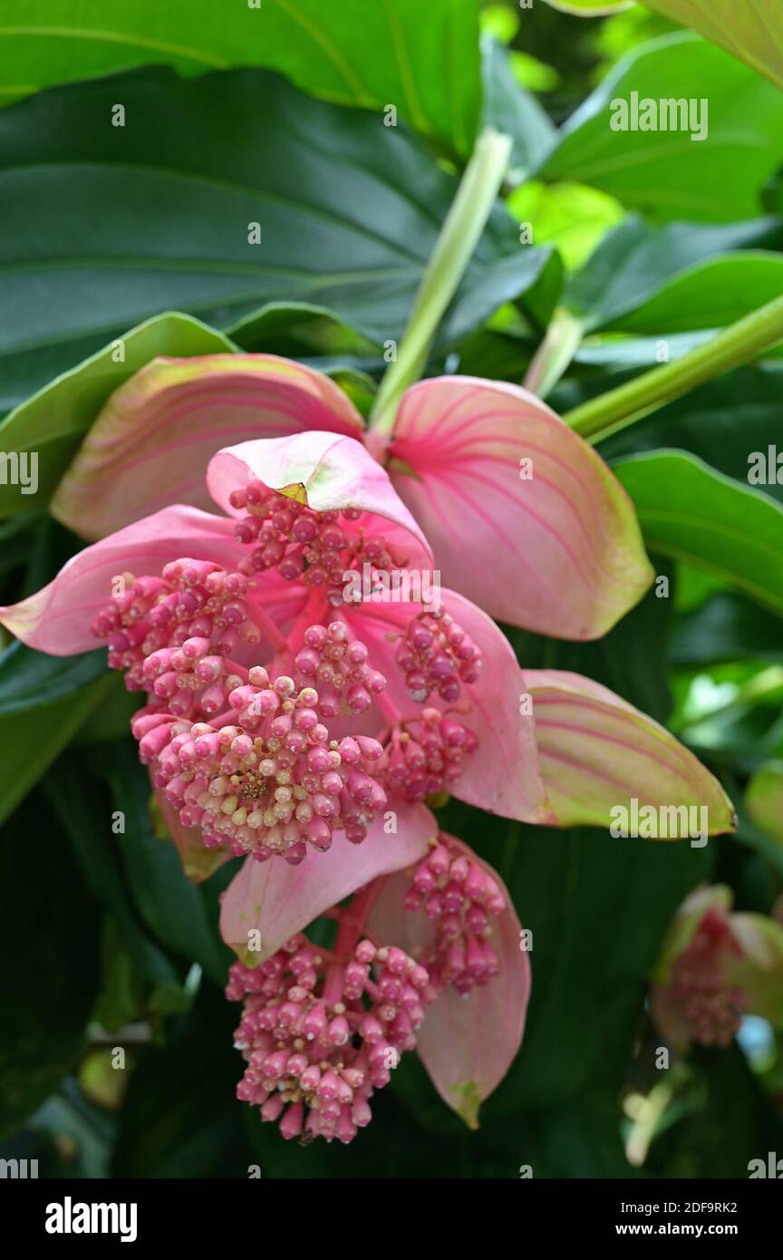 Una inflorescencia de flores de la planta de la uva rosa (Medinilla  magnifica). Nativa de Filipinas, también se conoce como la orquídea filipina  Fotografía de stock - Alamy