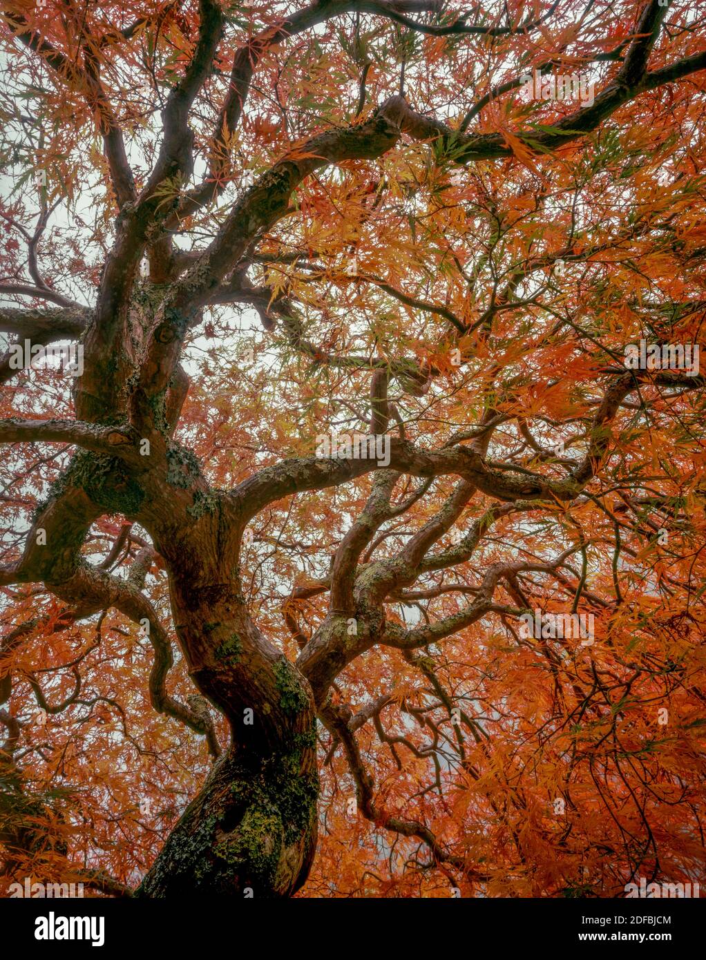 Otoño, Arce Japonés, Fern Canyon Garden, Mill Valley CA Foto de stock