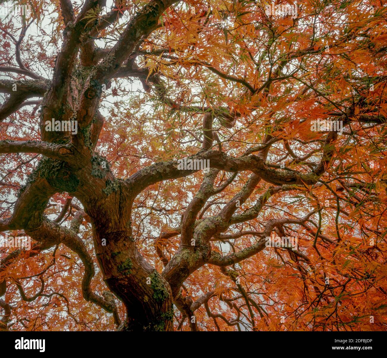 Otoño, Arce Japonés, Fern Canyon Garden, Mill Valley CA Foto de stock