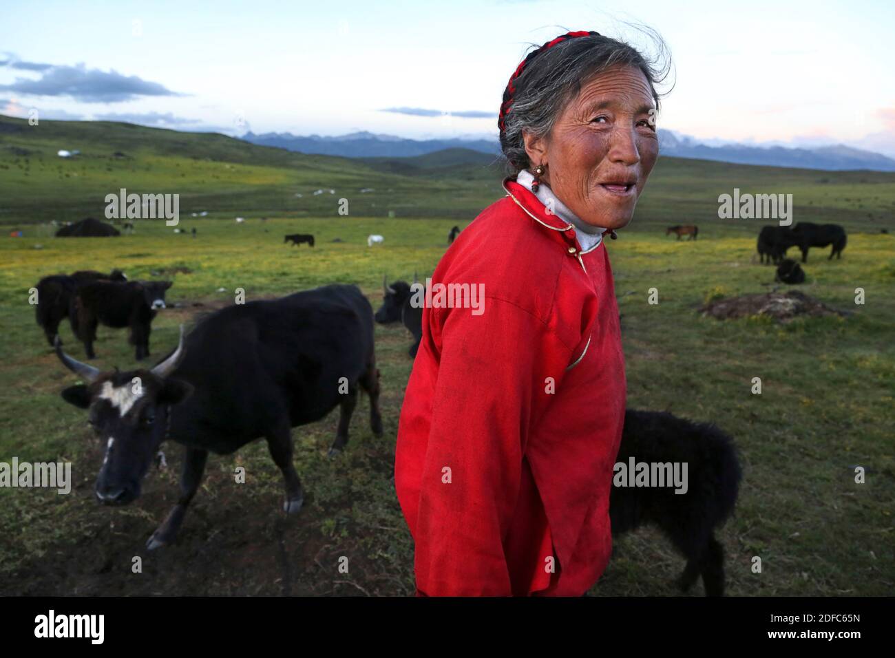 China, Sichuan, Tagong, nómada tibetana con su manada de yaks Foto de stock