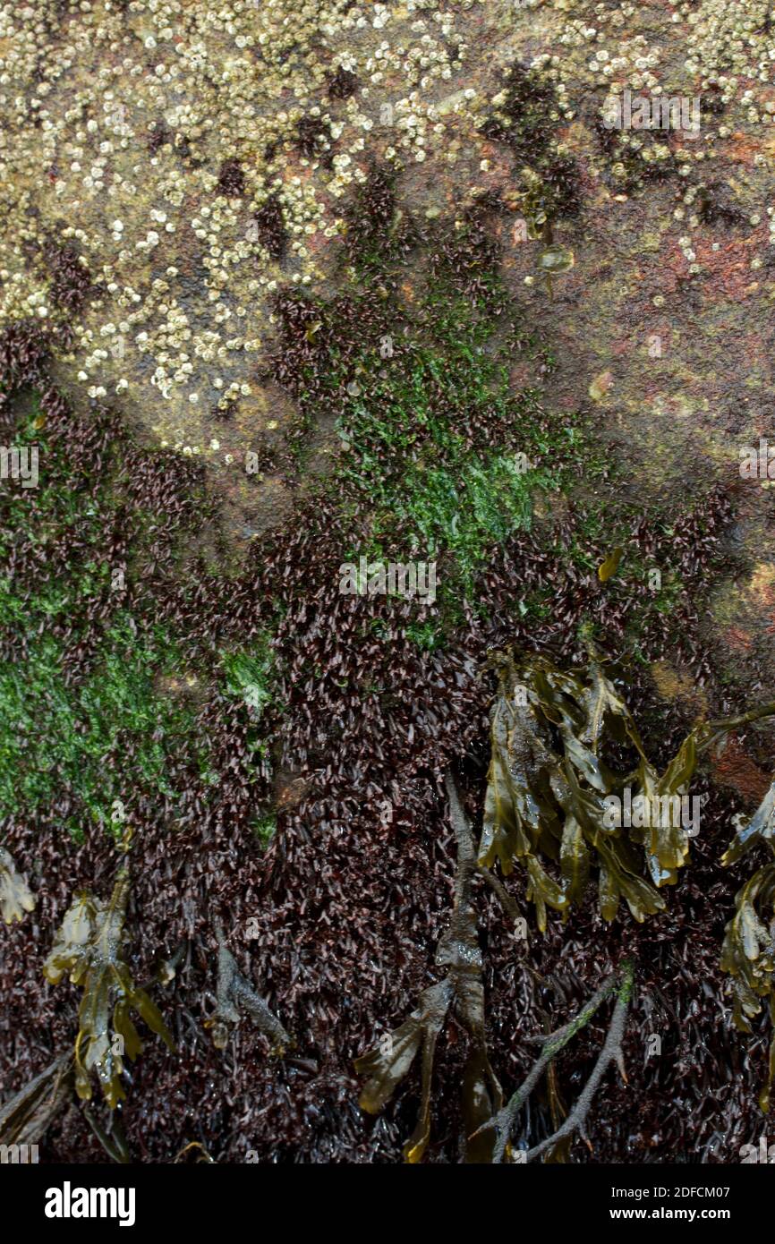 En la marea alta media hay una gran competencia entre los percebes de bellota (crustáceos) y las diversas algas comunes, como la lechuga de mar Foto de stock