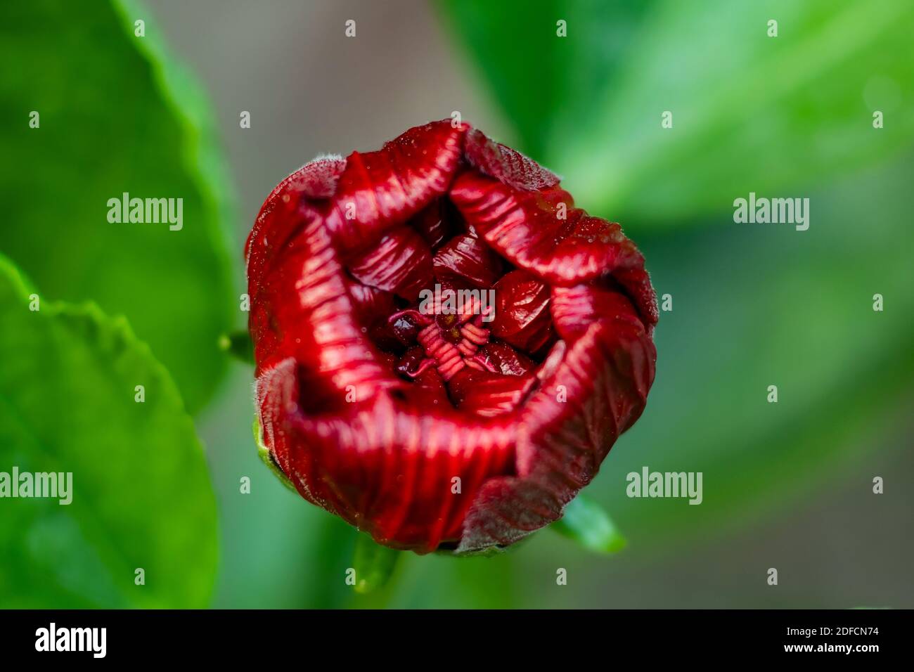 Chino hibisco rojo profundo o sangre color joba grande flor primer plano infinito Foto de stock