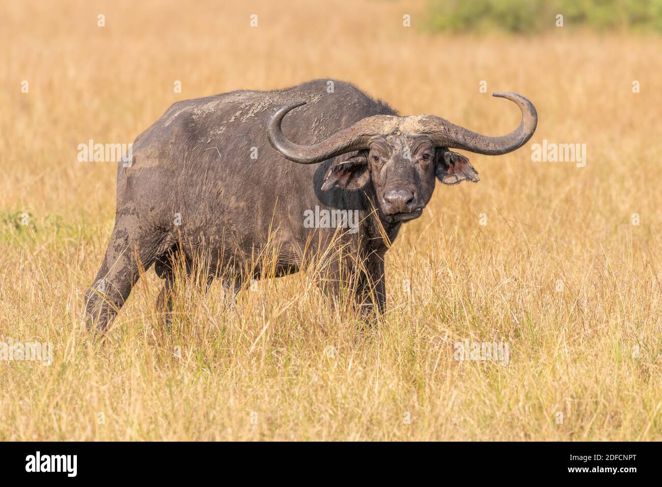 Viejo búfalo africano (Syncerus caffer), Queen Elizabeth National Park, Uganda. Foto de stock