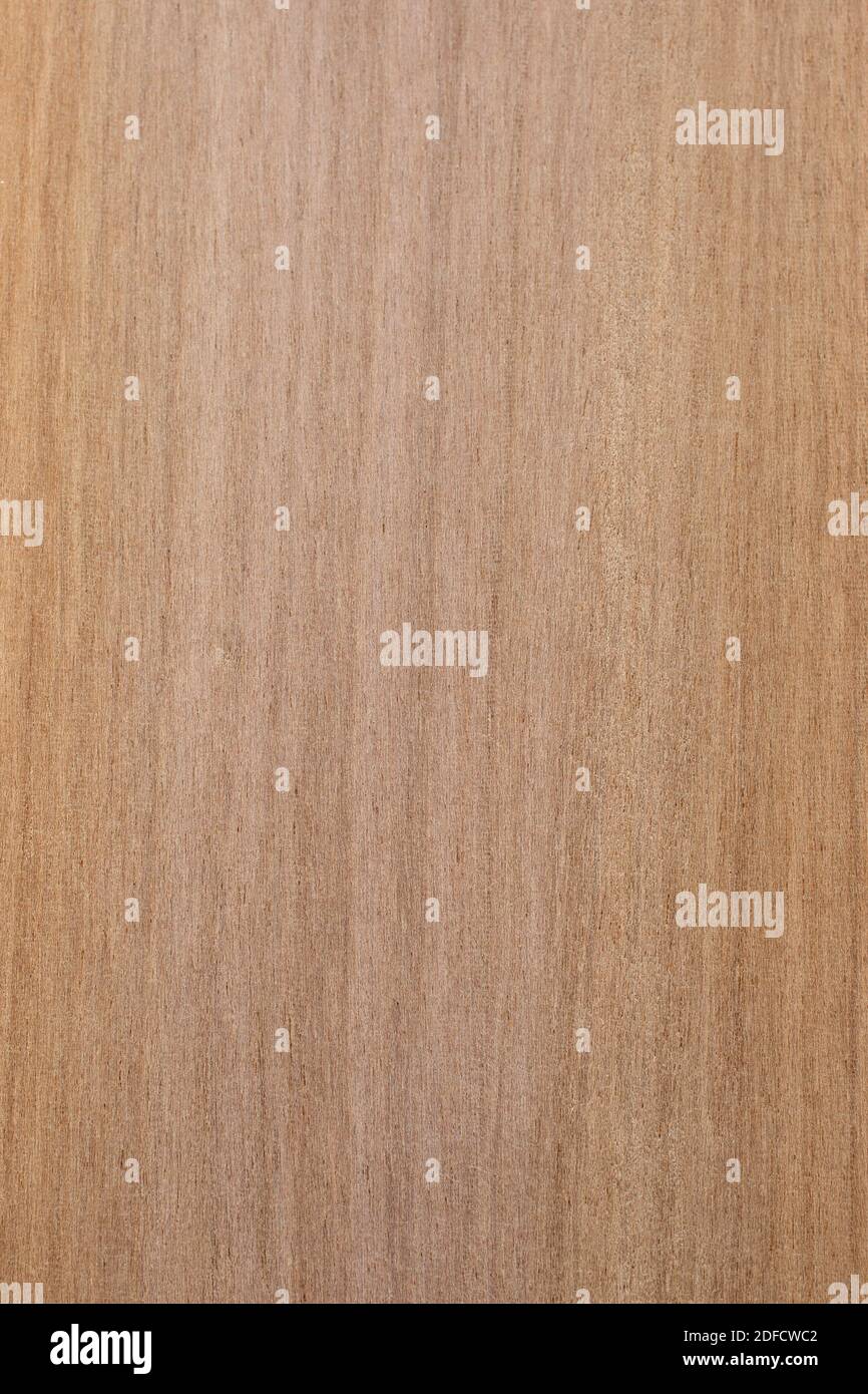 Mansonia altissima fotografías e imágenes de alta resolución Alamy