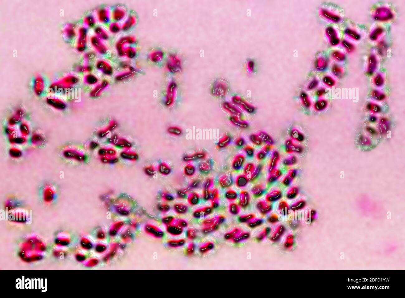 Bacterias Prevotella Foto de stock