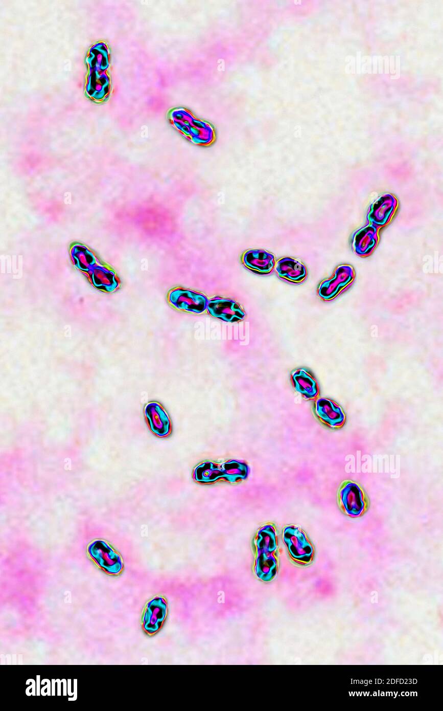 Bacterias neumocócicas Foto de stock