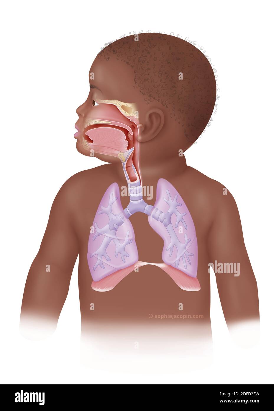 Sistema respiratorio infantil Foto de stock