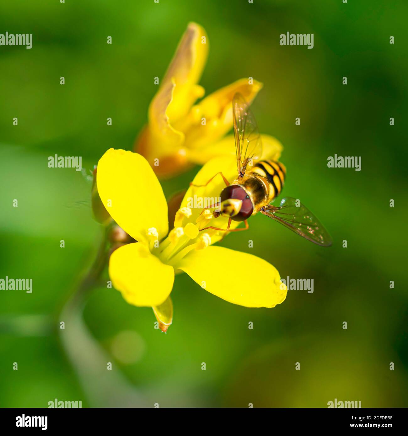 Cerca de la abeja en la flor amarilla. Enfoque selectivo Foto de stock