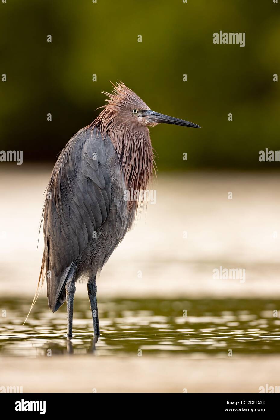 Una garza rojiza en la playa de Florida Foto de stock