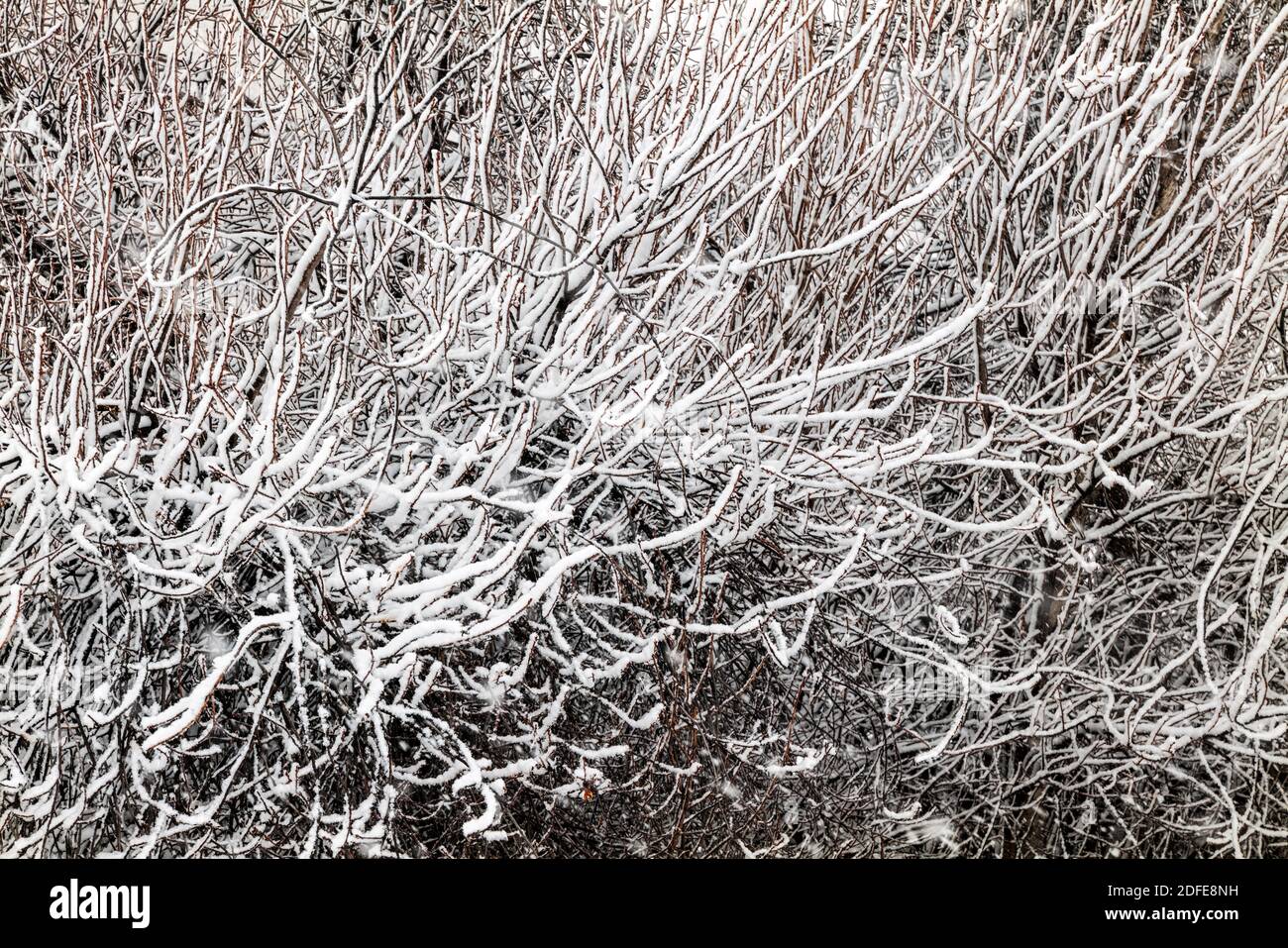 Cepillo de arbusto cubierto con nieve fresca y húmeda crea patrones gráficos; Vandaveer Ranch; salida; Colorado; EE.UU Foto de stock