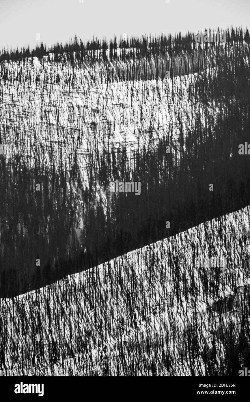 Imagen en blanco y negro de árboles muertos devastados por el fuego del bosque; nieve de invierno; Montaña Metodista (11,707' de elevación) cerca de salida, Colorado, EE.UU Foto de stock