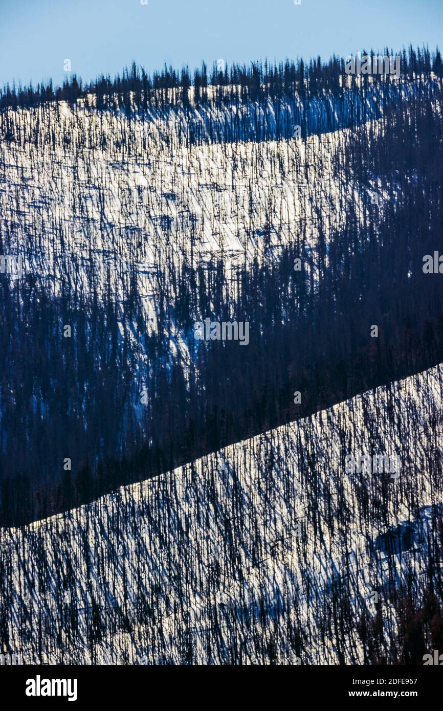 Árboles muertos devastados por el fuego del bosque; nieve de invierno; Montaña Metodista (11,707' de elevación) cerca de salida, Colorado, EE.UU Foto de stock