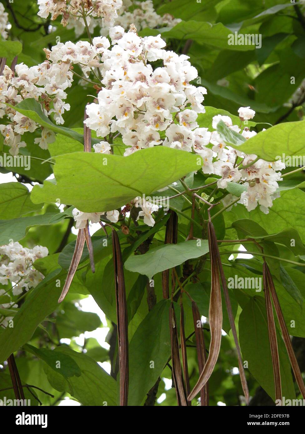 Árbol de frijol indio 'Catalpa bignoides': Primer plano de flores y frutos Foto de stock