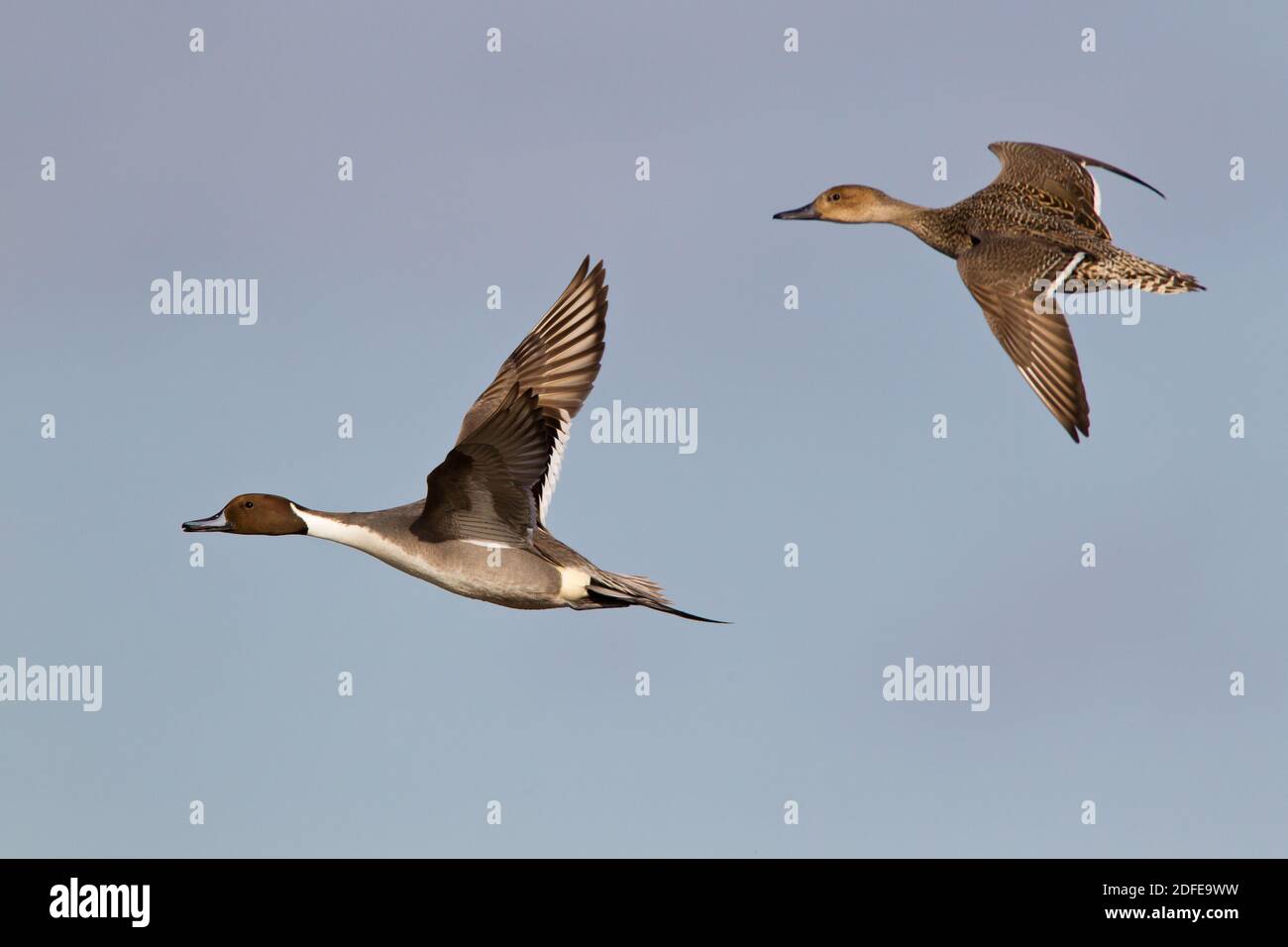 Un par de patos Pintail en vuelo Foto de stock