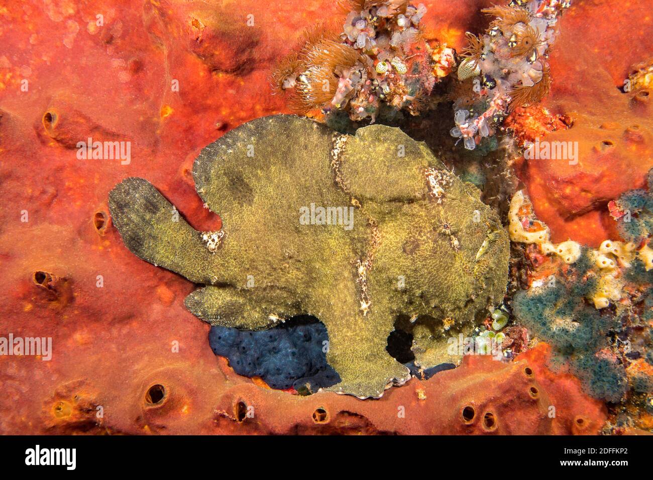 Un pez ceño de Commerson, Antennarius commersoni, encaramado en esponja, Filipinas, Asia. Foto de stock