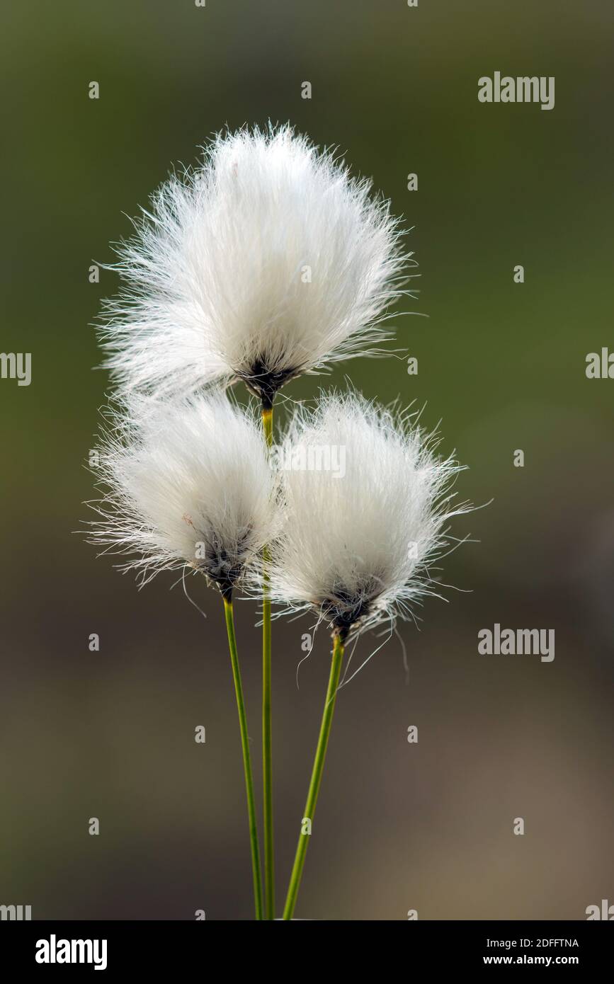 Wollgras, Fruchtstand, (eriophorum vaginatum), Foto de stock
