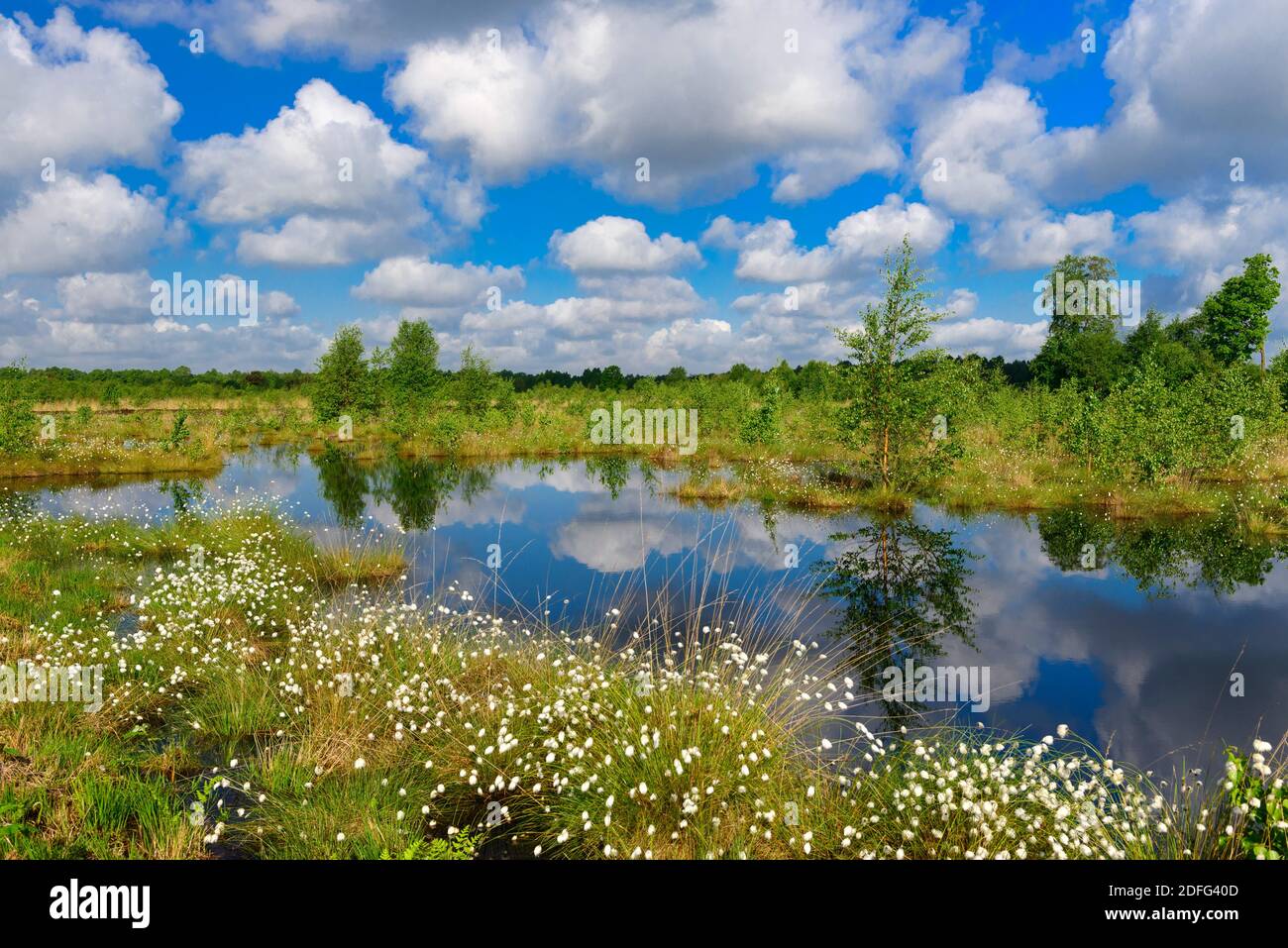 Wollgras, Fruchtstand, Goldenstedter Moor, Vechta, Foto de stock