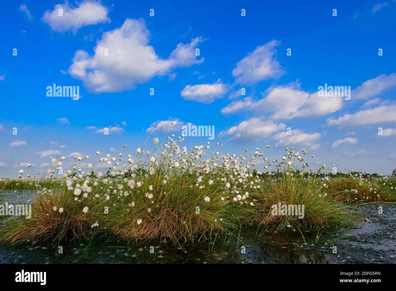 Blühendes Wollgras, Goldenstedter Moor, Vechta Foto de stock