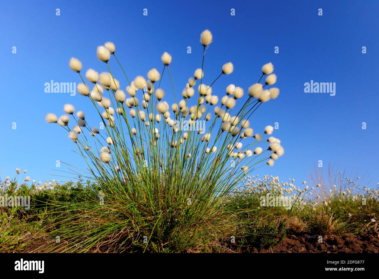 Blüendes Wollgras im Goldenstedter Moor, Vechta, (Enophorum vaginatum), Foto de stock