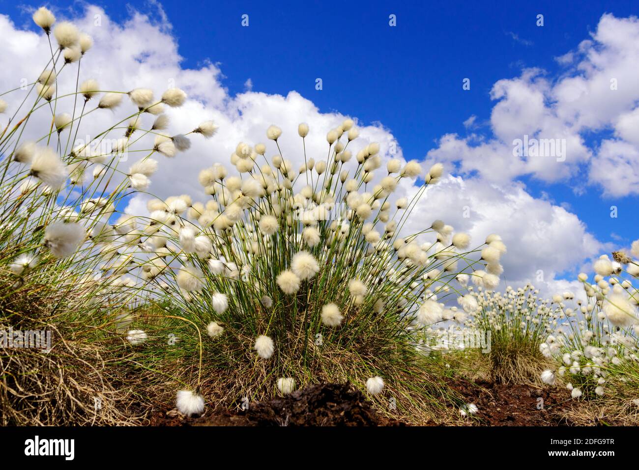Blühendes Wollgras im Goldenstedter Koor, Niedersachsen, Foto de stock