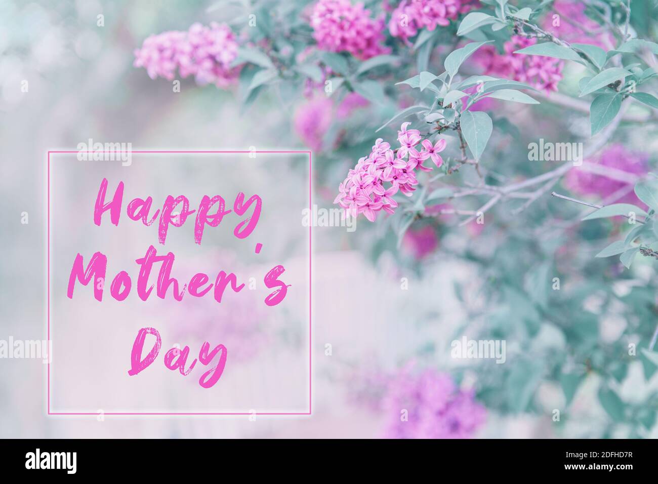 Feliz día de las madres. Tarjeta de vacaciones con texto de saludo.  Hermosas flores lilas color rosa claro con hojas verdes en el huerto al  aire libre. flo natural Fotografía de stock -