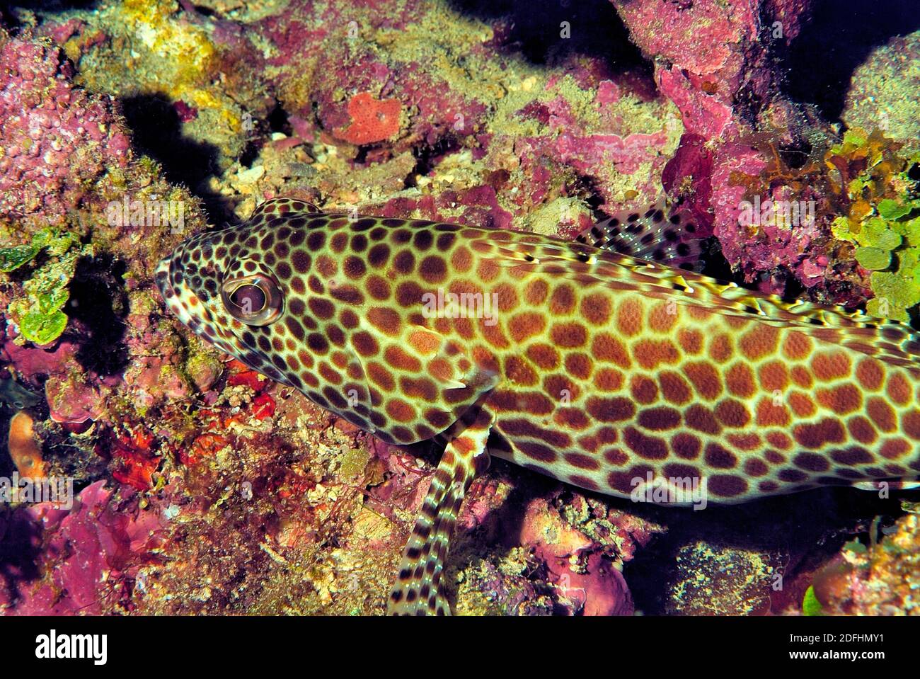 Epinephelus Merra Fotos E Imagenes De Stock Alamy