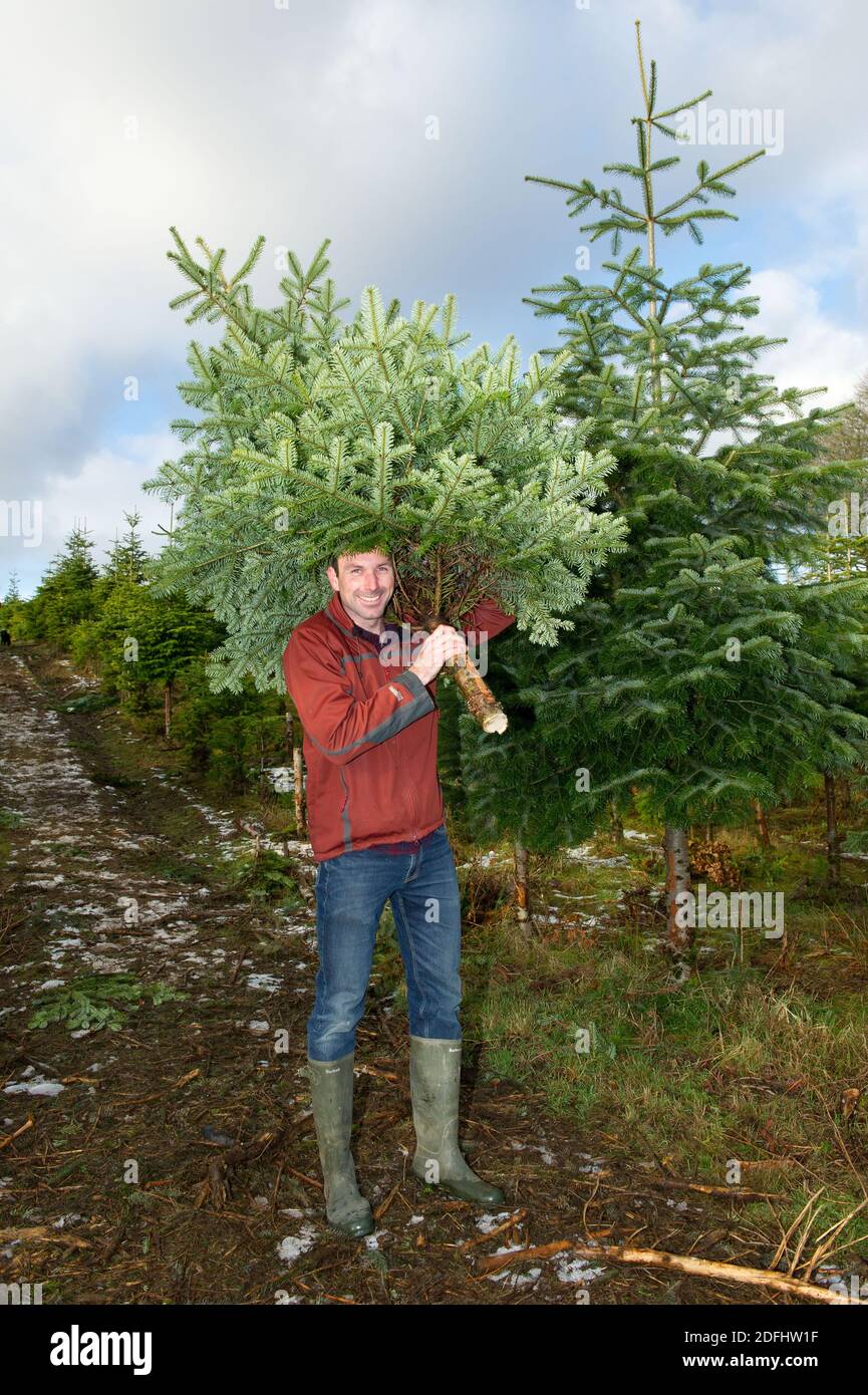 Glasgow, Escocia, Reino Unido. 5 de diciembre de 2020. En la foto: Diversión festiva en abundancia, ya que muchas familias se dirigen a Eden Mills Christmas Tree Farm, que se jacta de tener una fiesta primicia como el primer viaje en coche de Scotlands a través de Grotto, donde los niños con mamá y papá pueden visitar Santa, que está todo socialmente distanciado, por supuesto, Ellos pueden conducir a conocer a las llamas y la oveja, preguntar a Santa lo que les gustaría para la Navidad y luego pueden elegir y cortar su propio árbol de Navidad. Las comidas calientes y los refrescos se pueden pedir por adelantado también. Crédito: Colin Fisher/Alamy Live News Foto de stock