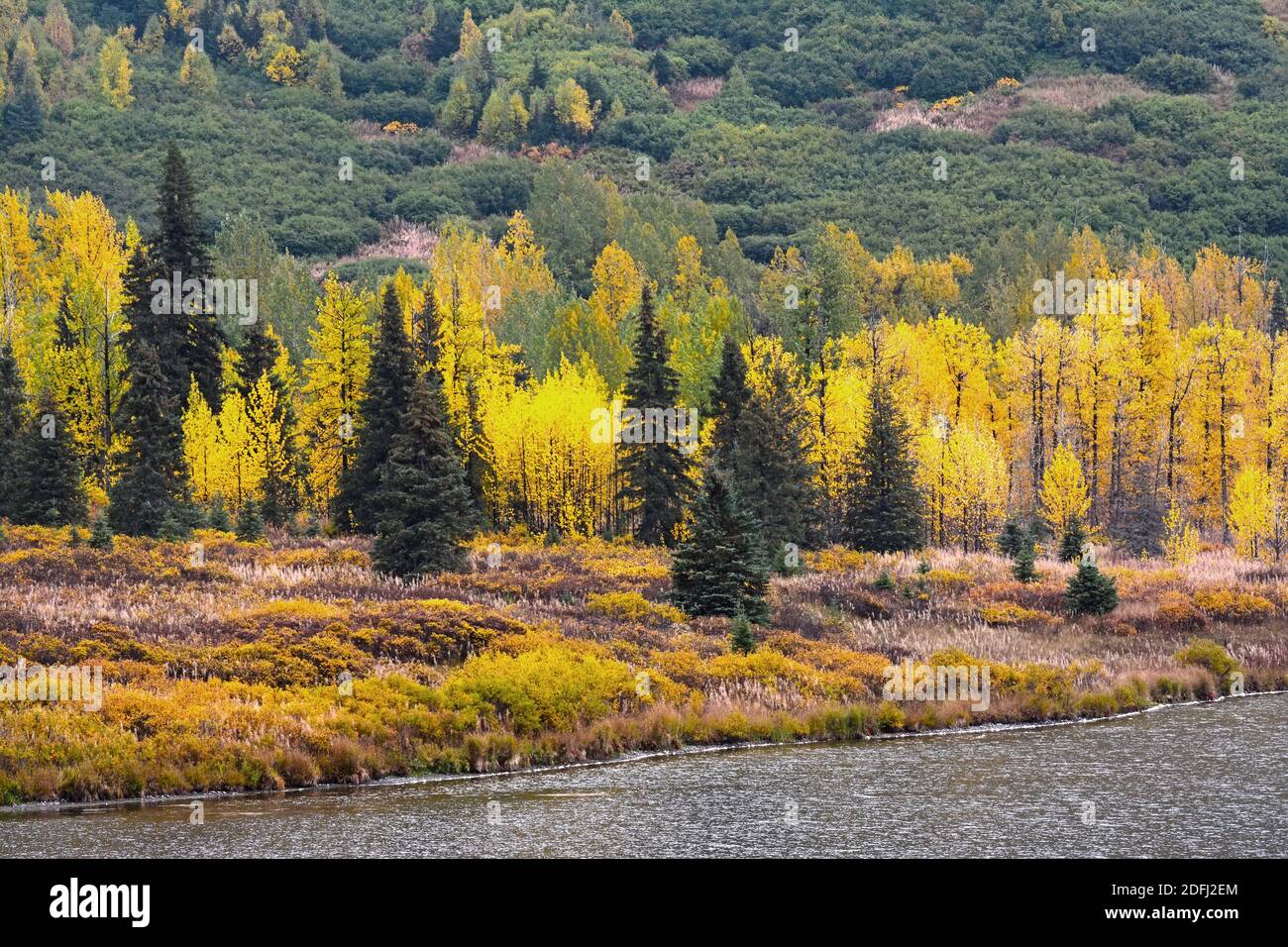 Colores de otoño en Alaska - árboles de abeto y Aspen Foto de stock