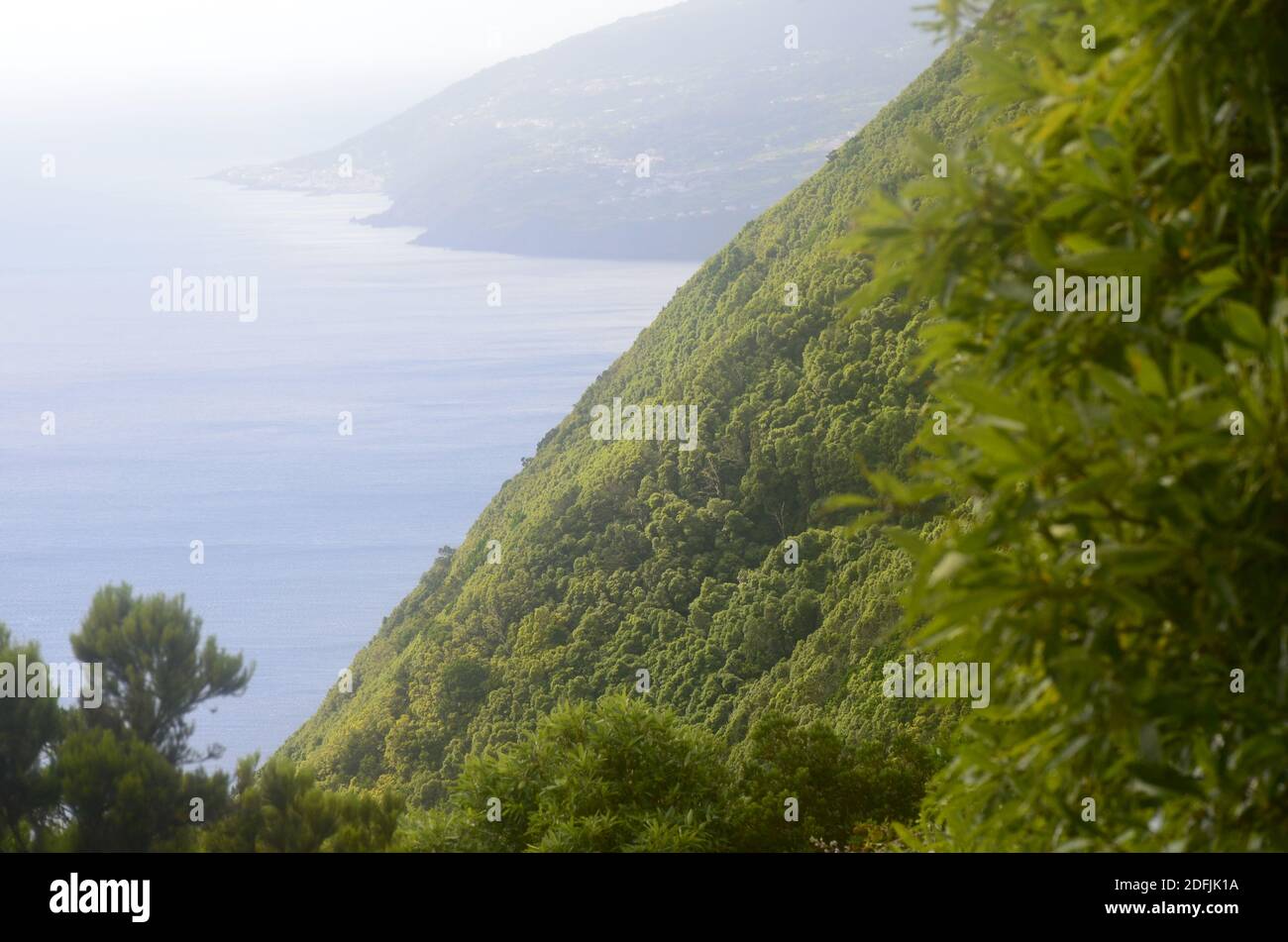 Bosque Laurisilva en la isla de San archipiélago de las Azores