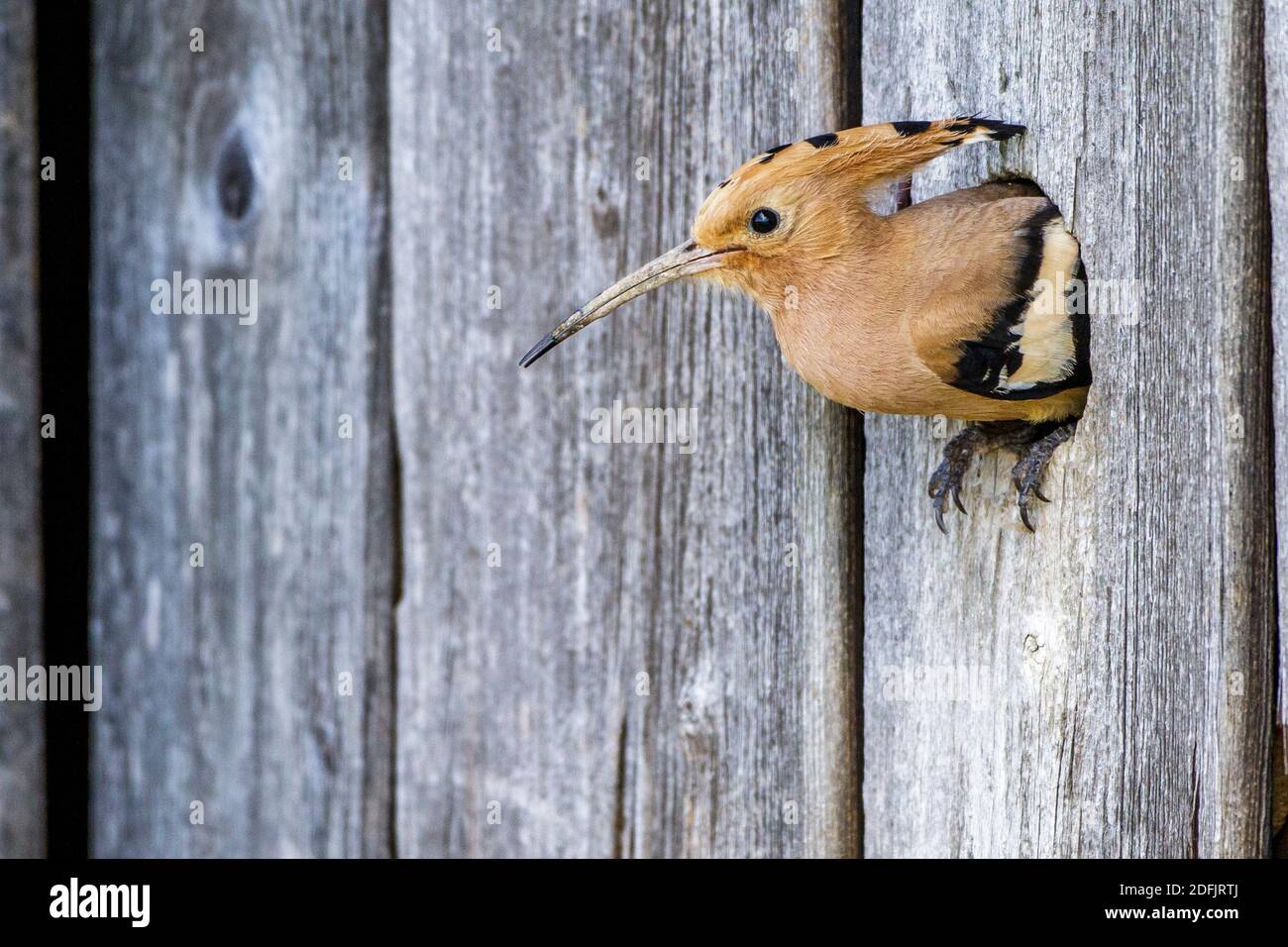 Wiedehopf (Upupa epops) Foto de stock