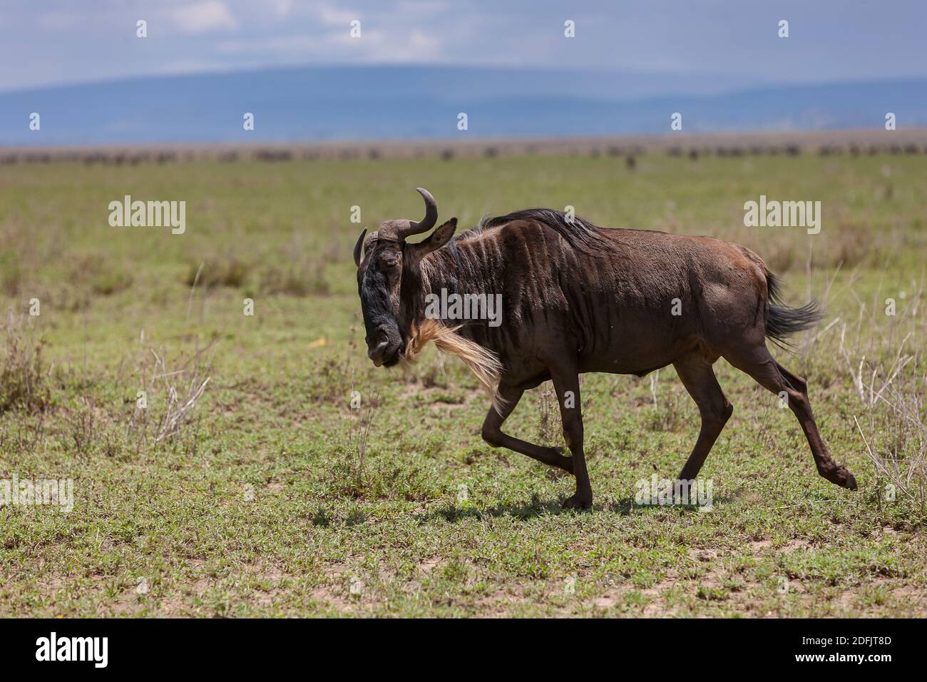Blue Wildebeest también conocido como wildebeest con barba blanca o gnu con brindled corriendo a través de la sabana interminable del Parque Nacional Serengeti, Tanzania, África Foto de stock