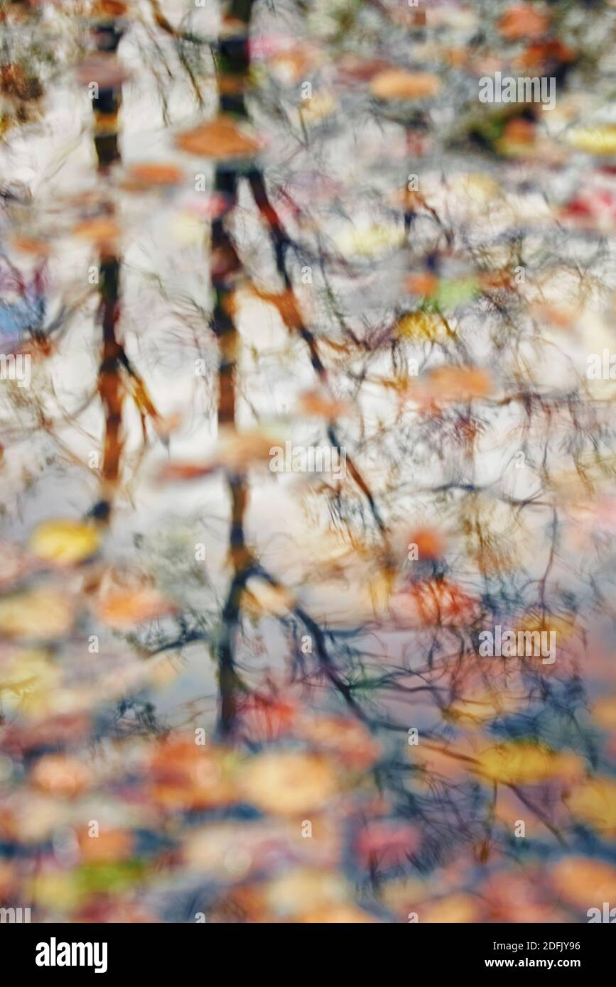 El color otoñal se refleja en el agua del Parque Estatal Blackwater Falls En WV Foto de stock