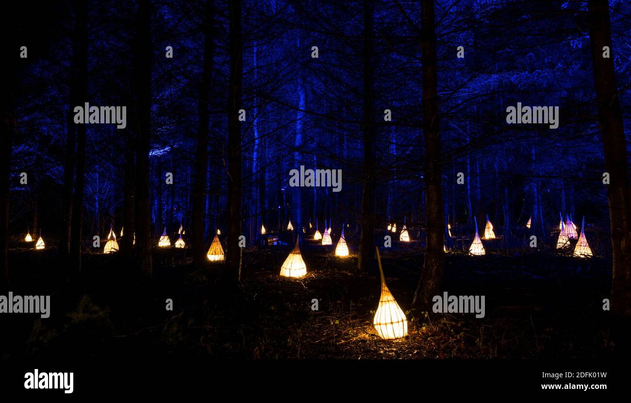 Dalkeith Country Park, Midlothian, Escocia, Reino Unido, espectáculo de la Luz: El segundo año de la exposición de la luz de Navidad en su noche de apertura. Hay un sendero iluminado en el bosque con pantalla de luz Foto de stock