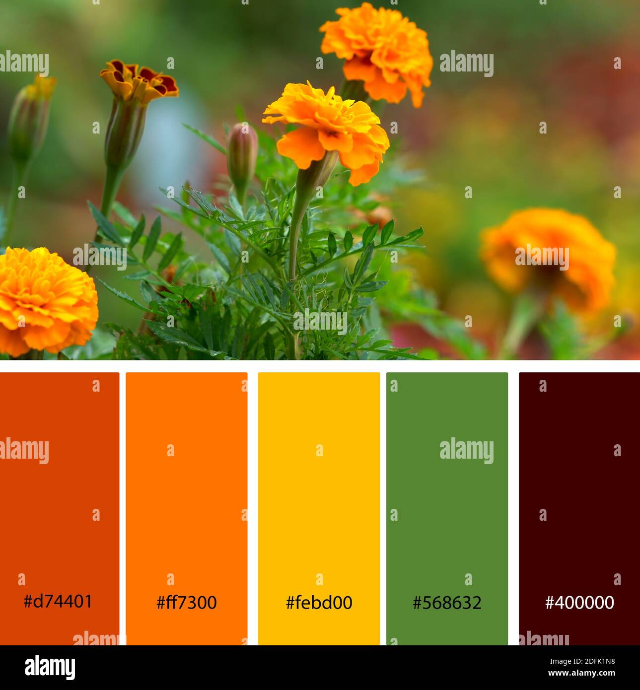 Paleta de colores de Designer Pack inspirada en la naturaleza