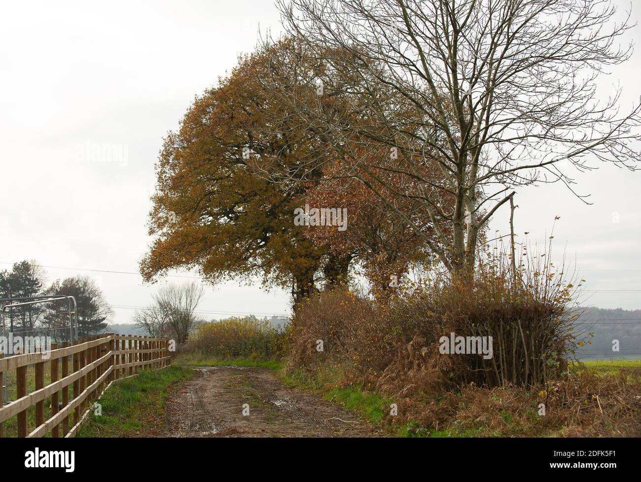 Aylesbury Vale, Buckinghamshire, Reino Unido. 23 de noviembre de 2020. HS2 esta mañana recortó más heedgerows en un sendero púbico al lado de su compuesto. Después de haber cortado un enorme roble hace unos días, los activistas ambientalistas ahora están preocupados por HS2 hará lo mismo con estos dos robles como parte de los trabajos de construcción del tren de alta velocidad de Londres a Birmingham. Crédito: Maureen McLean/Alamy Foto de stock