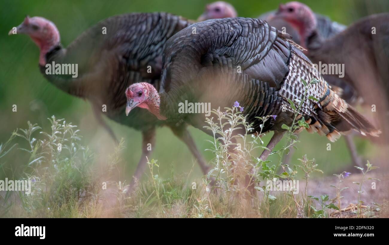Pavos Salvajes Del Rio Grande Refugio Nacional De Vida Silvestre Bosque Del Apache Nuevo Mexico Estados Unidos Fotografia De Stock Alamy
