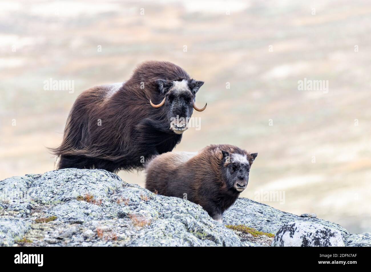 Musk ox (Ovibos moschatus), madre con joven, Parque Nacional de Dovrefjell-Sunndalsfjella, Noruega Foto de stock