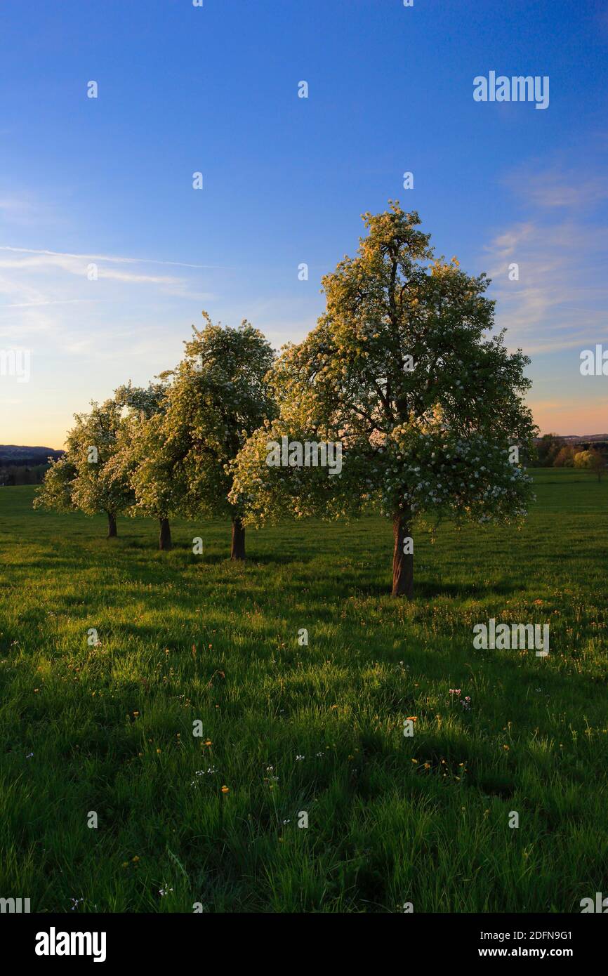 Perales, huerta, pradera de frutas, Zurich Oberland, Suiza Foto de stock