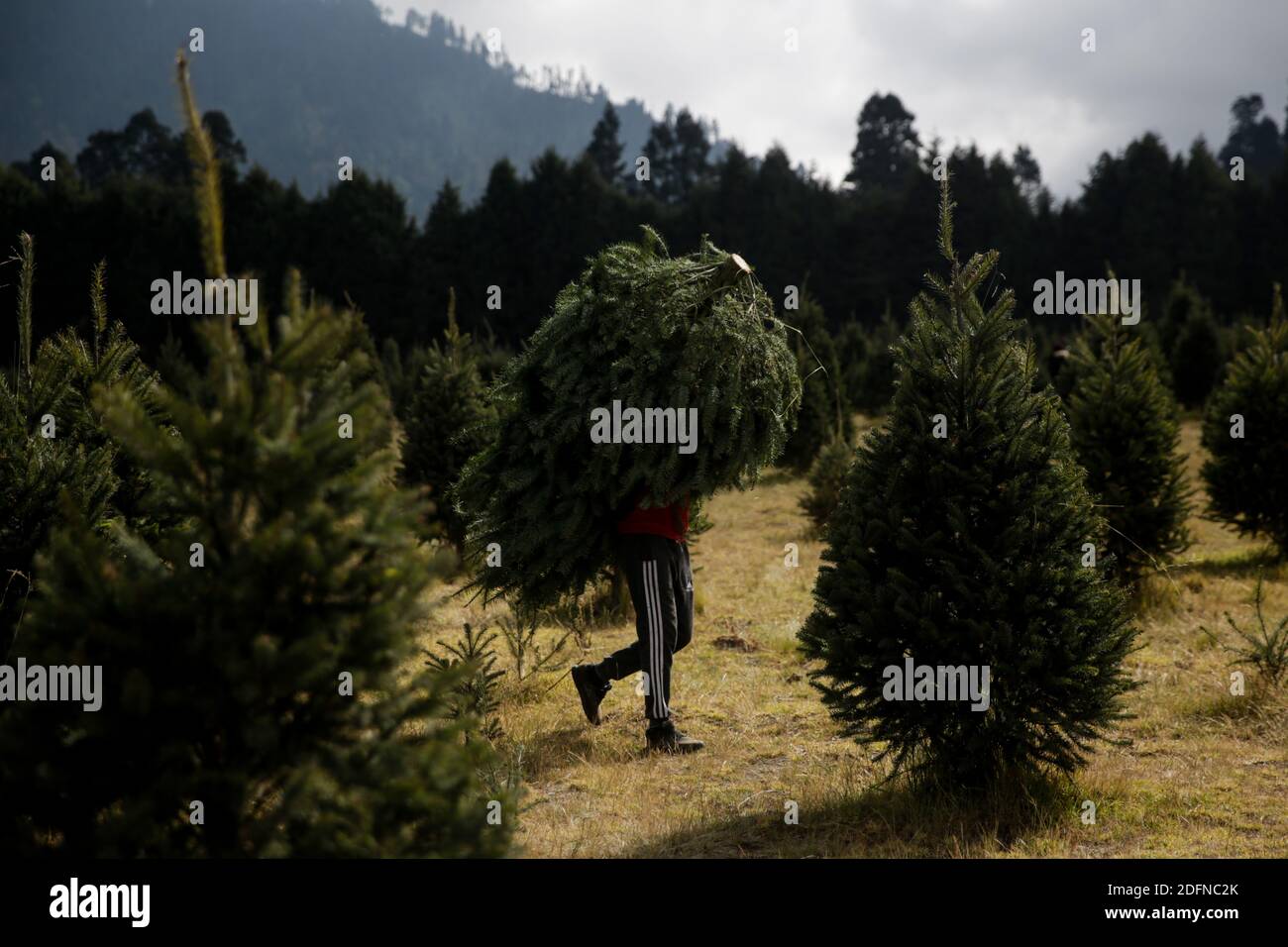 Amecameca, México. 5 de diciembre de 2020. Un hombre lleva un árbol de  Navidad en una granja de árboles de Navidad en Amecameca, Estado de México,  México, el 5 de diciembre de