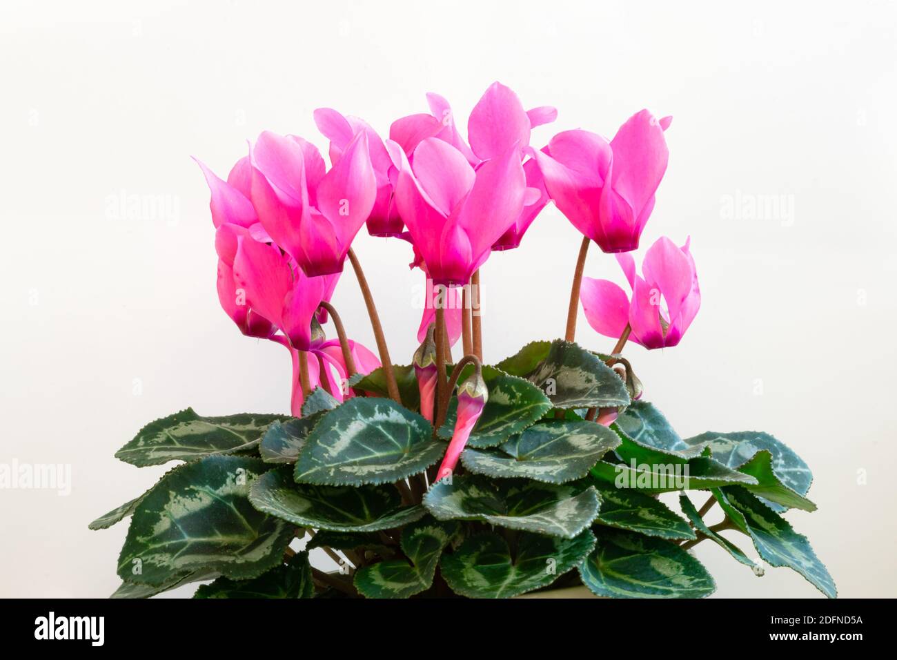 Ciclamen con flores de color rosa brillante y hojas de color verde oscuro  con patrón Fotografía de stock - Alamy