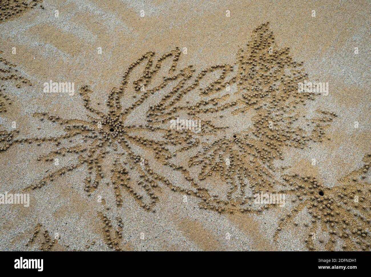 Intrigantes patrones de arte de la pelota de arena por cangrejos burbujeantes de arena en Mission Beach, Clump Point, Cassowary Coast Region, Queensland, Australia Foto de stock