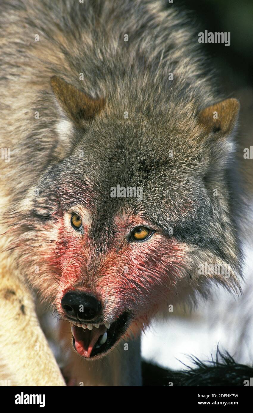 El lobo gris ronco con sangre en su hocico advierte a otros miembros del  pack que esperen hasta que haya terminado de comer para moverse en un  ciervo caído Fotografía de stock -