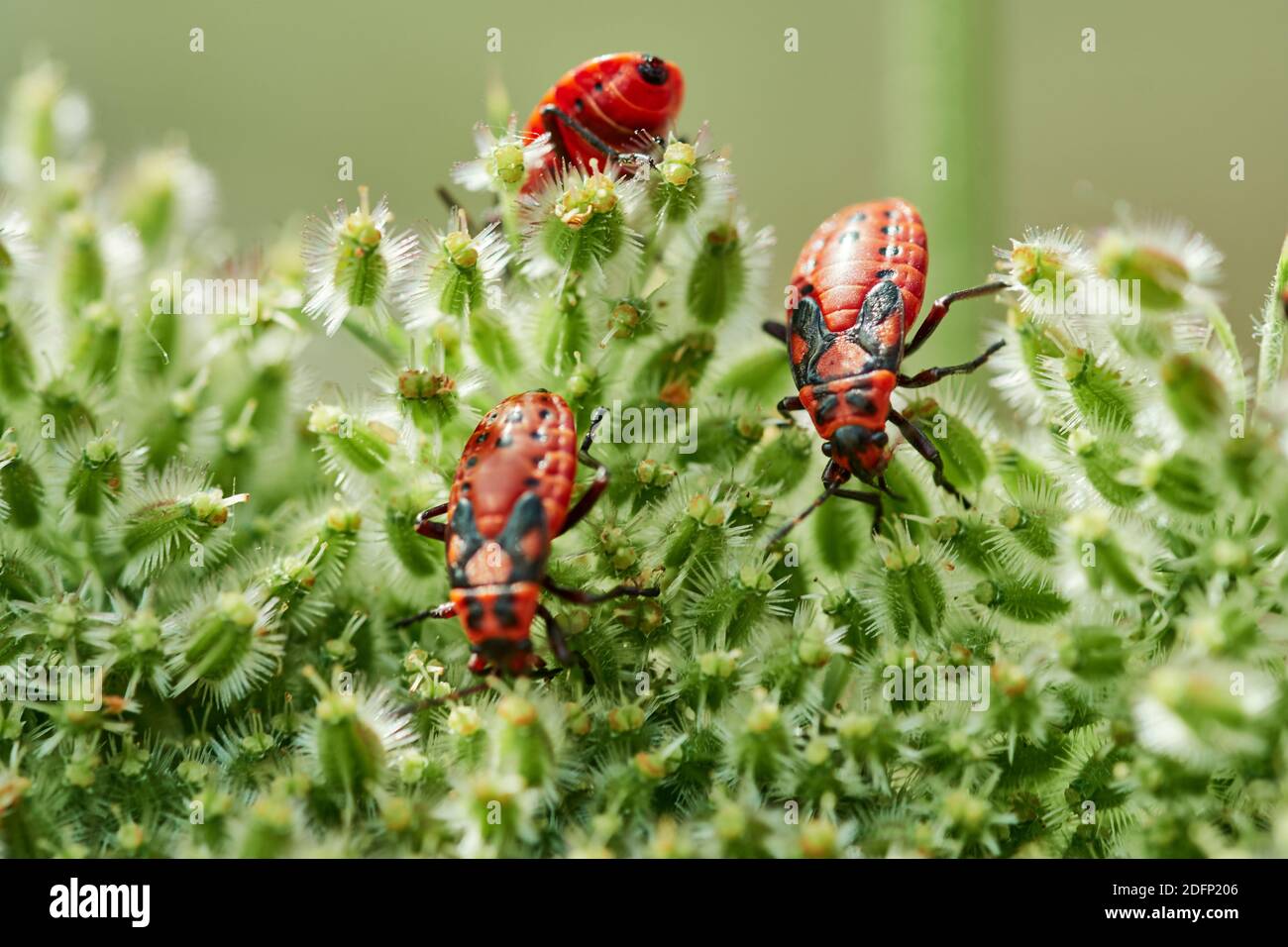 Primer plano de tres insectos rojos con marcas negras (Spilostethus saxatilis) arrastrándose sobre flores verdes umbellifer Foto de stock
