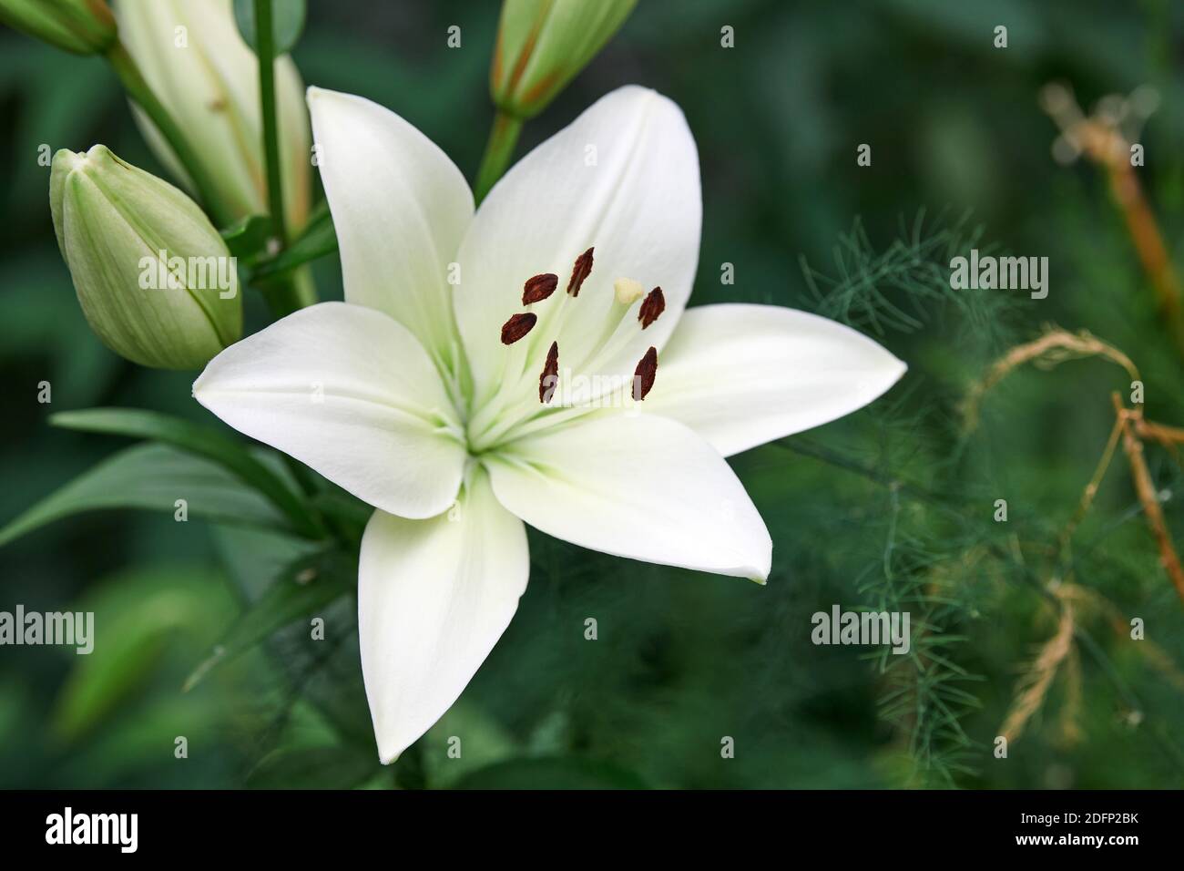 Lilium candidum flor. Hermosa planta blanca en el jardín. Madonna lirio  flor, fondo verde Fotografía de stock - Alamy