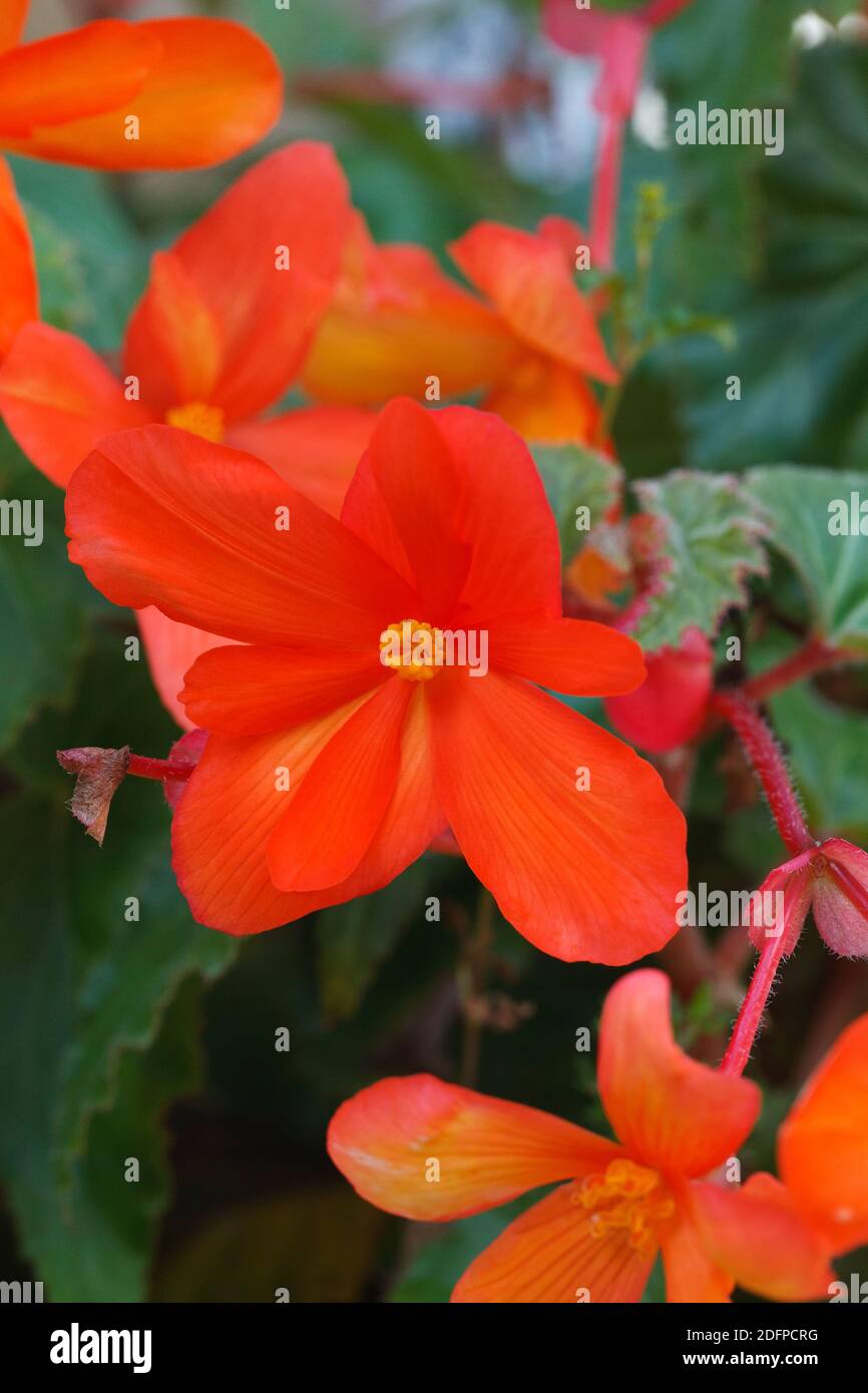 Begonia flores rojas. Foto de stock