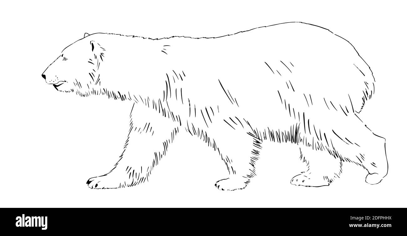Bosquejo del oso polar Imágenes vectoriales de stock - Alamy