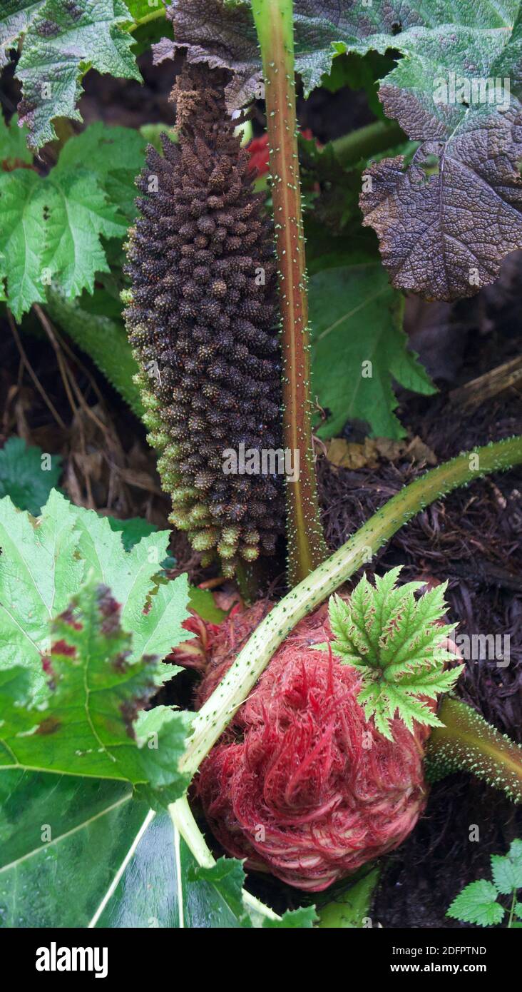 Retrato imagen de gunnera manicata mostrando detalle de hojas y. brotes Foto de stock