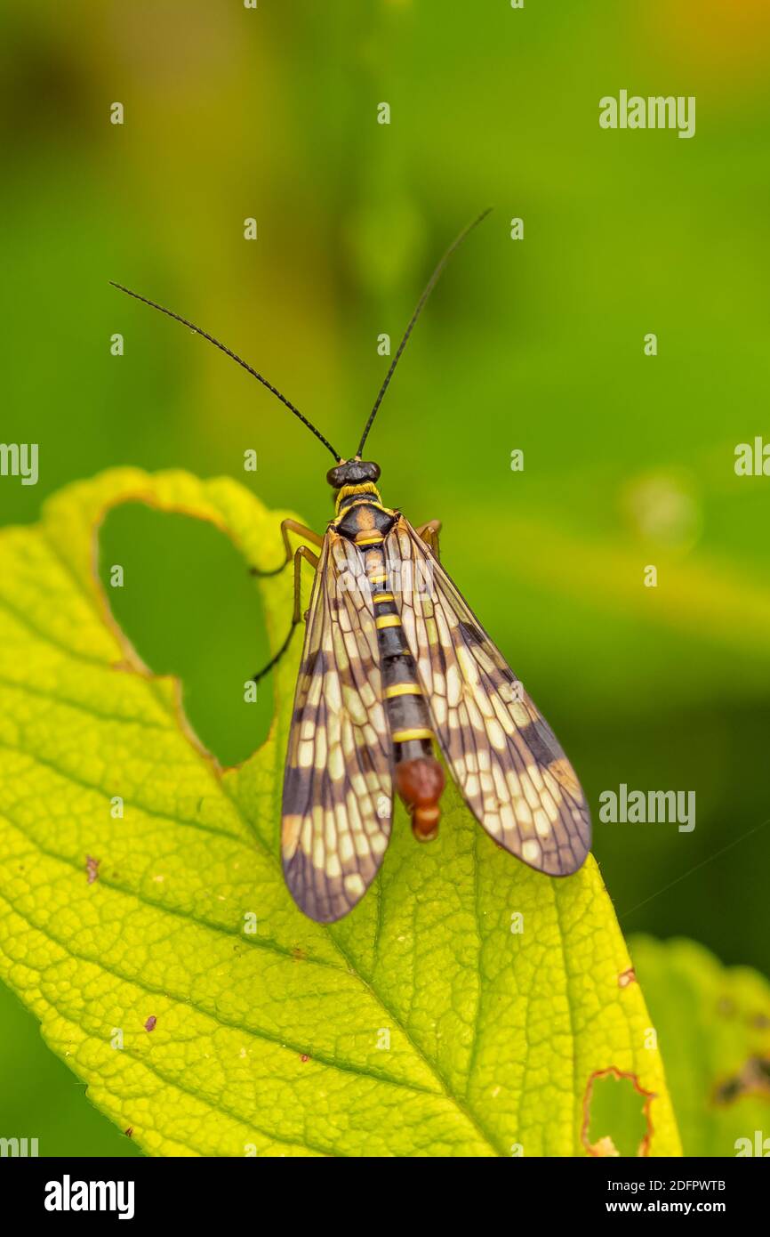 Scorpionfly, insecto extraño en una hoja Foto de stock