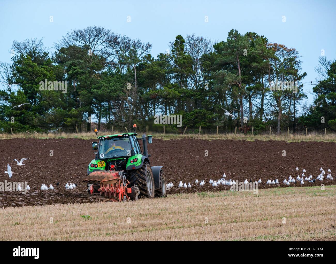 Trabajos agrícolas: Campo de arado de tractor Deutz-Fahr con gaviotas, East Lothian, Escocia, Reino Unido Foto de stock